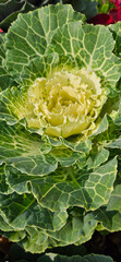 Close-up of fresh green cabbage and lettuce with natural sunlight in a garden, perfect for a healthy salad and ornamental plant.