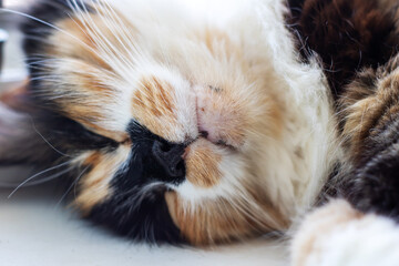 A calico cat is comfortably laying on its back with its eyes closed