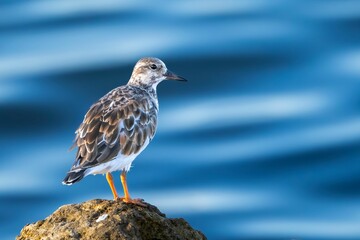 Wall Mural - Small bird perched on a rock with blue water background