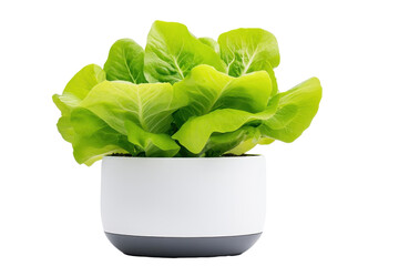 Fresh green lettuce in a modern white pot, perfect for gardening or healthy lifestyle themes.