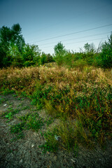 Green beautiful forest with day lights,green leaves on trees , landscape photography in the forest , summer morning in the woodlands.Landscape in Ukraine .Wild places ,maple and oak trees 