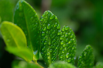 雨に濡れた葉っぱ