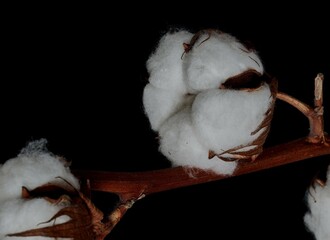 cotton flower growing on black background