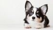 © Business Image - Shocked welsh corgi cardigan puppy - fluffy and cute dog portrait for spring design