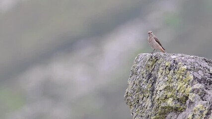 Wall Mural - Common rock thrush female in the mountains (Monticola saxatilis)