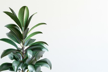 A small potted plant with green leaves is placed against a clean white wall