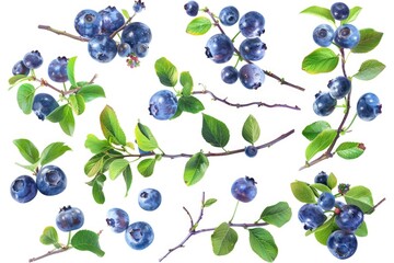 A bunch of blueberries grow on a branch with green leaves