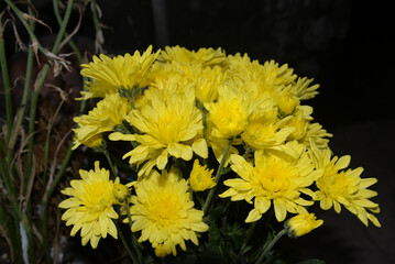 Beautiful yellow chrysanthemums in the garden. Yellow chrysanthemums are considered a symbol of longevity and longevity