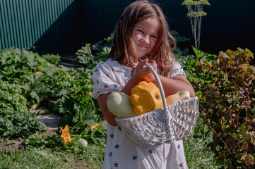 girl child collects vegetables in a garden bed on a farm, zucchini in a garden in a country house, autumn harvest. High quality photo