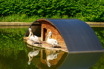 Wall Mural - pelicans in a house floating on a lake