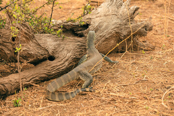 A lizard explores the grasslands of Botswana's national park during a warm afternoon