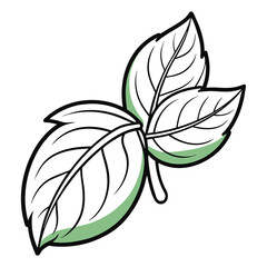 Basil leaf clip art, vector illustration on white background.