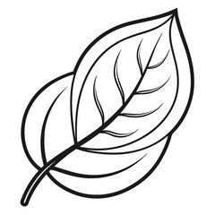 Basil leaf clip art, vector illustration on white background.