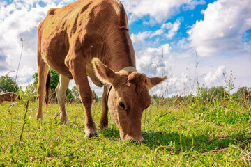 Portrait of brown cow with cute eyes against and green meadow blue sky with clouds, close-up