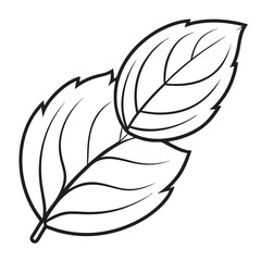 Basil leaf clip art, vector illustration on white background.