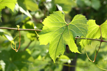 green grape leaf close up after rain. warming moments in the vineyard