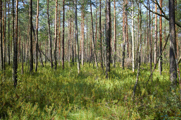  nice forest with old and tall trees
