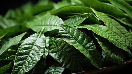 Wall Mural - close up of green leaf