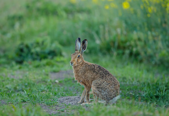 Hare, close up of a beautiful brown hare in Springtime, facing camera on the edge of arable farmland in the English countryside.  Scientific name: Lepus europaeus.  Horizontal.  Space for copy.