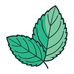 Wall Mural - Mint leaf clip art, vector illustration on white background.