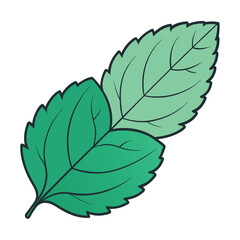 Wall Mural - Mint leaf clip art, vector illustration on white background.