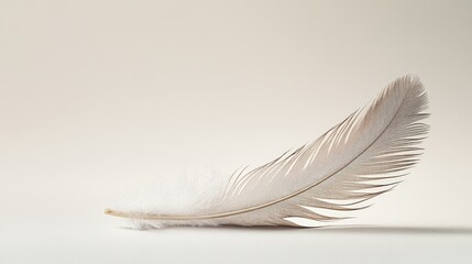 Single Feather on a Light Background