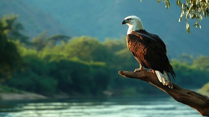 Sticker - Bald Eagle Perched on Branch