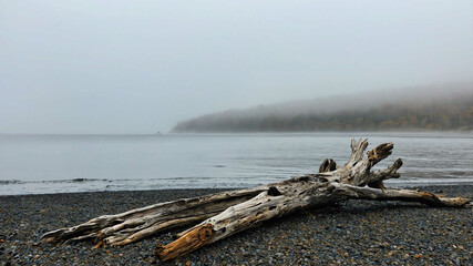 Wall Mural - Driftwood resting on a shore with a foggy horizon