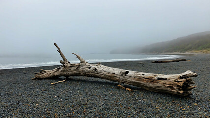 Wall Mural - Driftwood resting on a shore with a foggy horizon