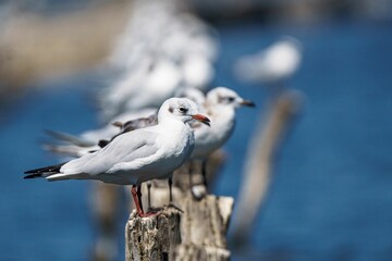 Wall Mural - Seagull perched on a wooden post with a blue water background.