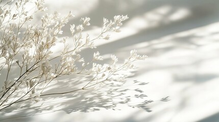 Wall Mural - Delicate White Flowers with Soft Shadows on White Background