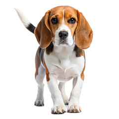 Wall Mural - beagle dog isolated on white background