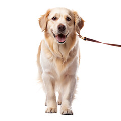 Wall Mural - golden retriever dog