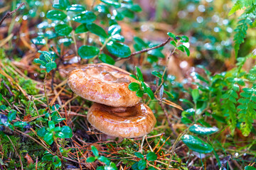 Wall Mural - A charming autumn forest scene featuring a variety of mushrooms growing on the forest floor. The photo captures the rich, earthy tones of fallen leaves and the diverse shapes and colors of the mushroo