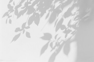 Wall Mural - PNG  Leaf shadows on white background