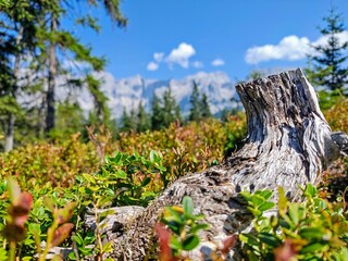 Poster - Close-up view of a weathered tree stump surrounded by green foliage with a mountain range