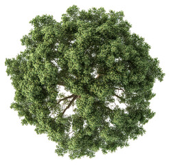 png lush green tree top view