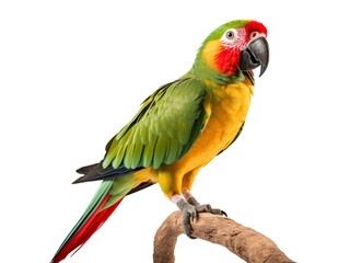 Realistic Parrot image with transparent background generated by AI.