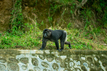 Tonkean macaque (Macaca tonkeana) is a species of primate in the family Cercopithecidae. It is endemic to central Sulawesi.