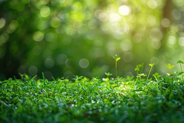 A fresh spring sunny garden background of green grass and blurred foliage bokeh.