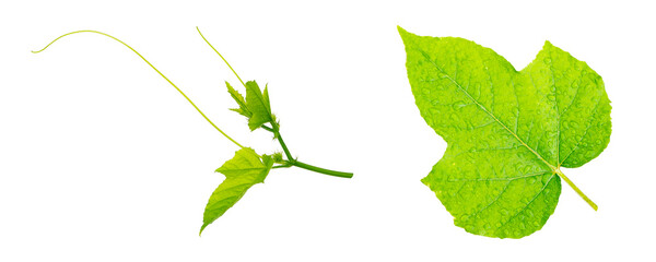 ivy gourd plant isolated on white background