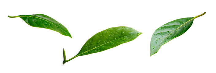 Wall Mural - water drops on green leaf isolated on white background