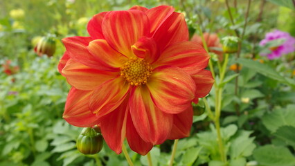 a vibrant flower in full bloom. The flower has multiple layers of petals that are a bright orange-red color with hints of yellow near the center. The center of the flower is a deeper yellow