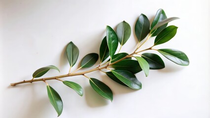 A Branch of Green Leaves on a White Background