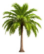 © Rawpixel.com - PNG Palm tree plant white background tranquility.