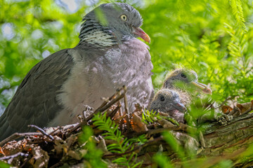 close up of a pigeon and two of its chick in nest in tree in warminster, wiltshire, uk