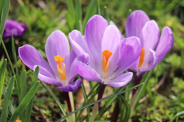 Wall Mural - Soft pink crocuses in spring sunlight