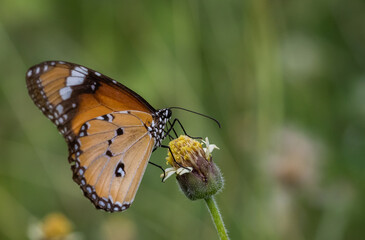 Wall Mural - plain tiger, african queen common love leaf caterpillar butterfly all butterflies in this subfamily 