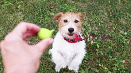 Sticker - Cute dog begs for food then a hand gives her a fig to chew. Pet eating, feeding with healthy fruit.