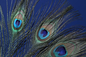 Three beautiful peacock feathers on blue background, closeup